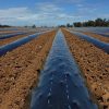 Solar Shrink Mulch Film